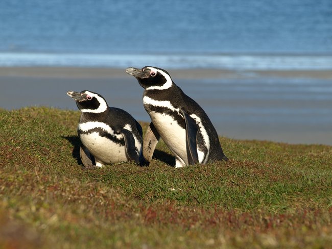 ../../Pictures/241209/040 Magellan.JPG